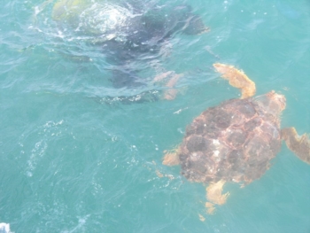 UN “ VOLO” IN ACQUA PER TRE TARTARUGHE