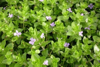 Bacopa