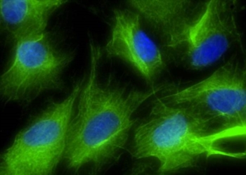 Primo organo rigenerato da cellule riprogrammate. In un topo, aperta la via a test sull'uomo