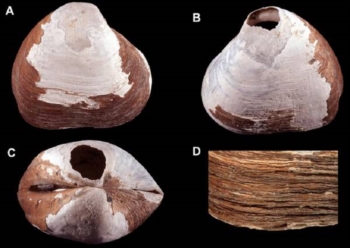 Scoperta una conchiglia di 2 milioni di anni. Nei fondali dell'Artico, potrebbe vivere ancora in quella zona