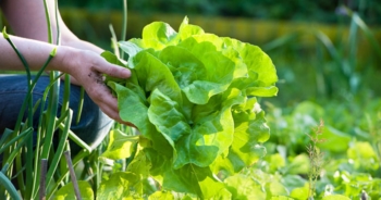 Orto: le verdure più facili da coltivare