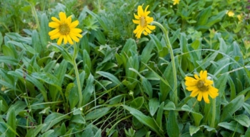 Arnica: rimedio naturale contro i brufoli