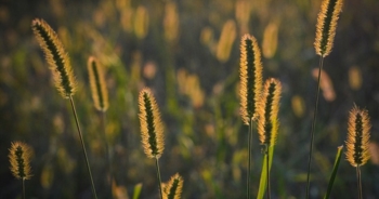 Allergia alle graminacee: sintomi e cibi da evitare