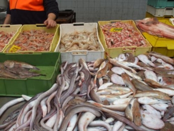 I PESCI DEL NOSTRO MARE a cura del Prof. Cosmo Tridente 